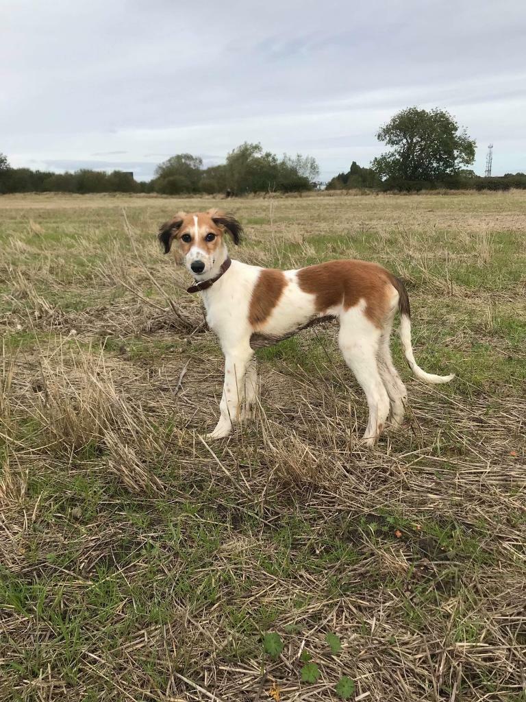 chewy dog food hill's science diet